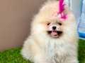 Teddy face Pomeranian boo WC eğitimli