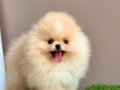 TEDDY BEAR POMERANİAN BOO WC EĞİTİMLİ BEBEKLER 