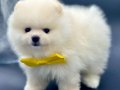 Teddy Face Pomeranian boo WC eğitimli bebekler