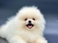 TEDDY BEAR POMERANİAN BOO WC Eğitimli 