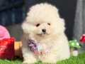 Teddy bear wc eğitimli Pomeranian boo
