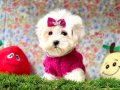 WC eğitimli mini Maltese 