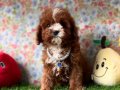 WC eğitimli mini maltipoo yavrular 