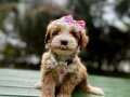Wc eğitimli mini maltipoo yavrular 