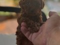 Bebek surat en koyu renk toypoodle bebişler