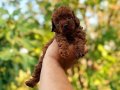 Bebek surat en koyu renk toypoodle bebişler
