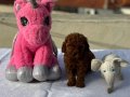Bebek surat en koyu renk toypoodle bebişler