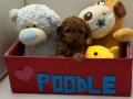 Bebek surat en koyu renk toypoodle bebişler