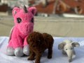 Bebek surat en koyu renk toypoodle bebişler