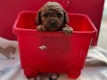 Bebek surat en koyu renk toypoodle bebişler