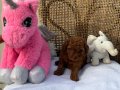 Bebek surat en koyu renk toypoodle bebişler
