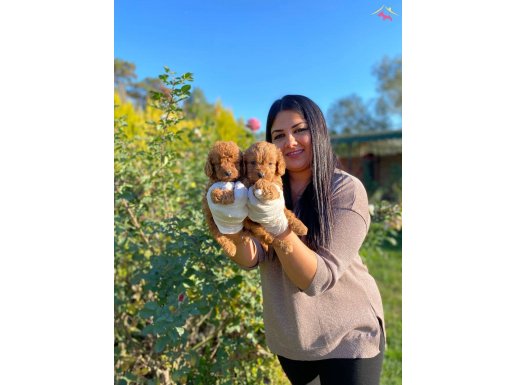 Mükemmell toy poodle yavrularımız