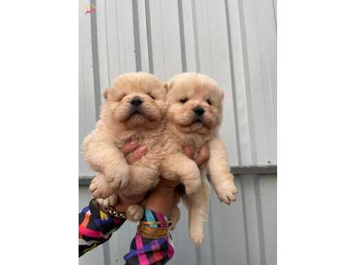 Orijinal Chow Chow yavrularımız
