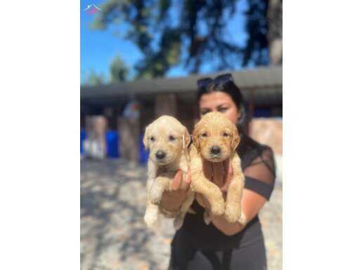 Baby face golden Retriever yavrularımız