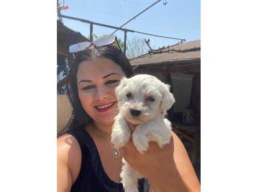 Pamuk gibi safkan maltese terrier yavrular