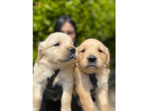 Safkan golden Retriever yavrularım