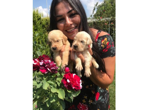 Mükemmel baby face Golden Retriever yavrularımız