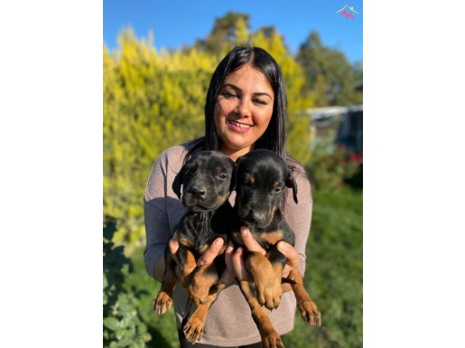 SAFKAN DOBERMAN YAVRULARIMIZ 