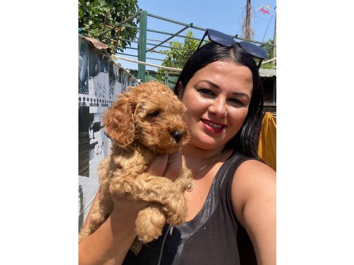 Saf ırk orijinal toy Poodle yavrularımız