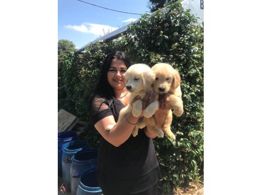 Babyface Golden retriever yavrularımız