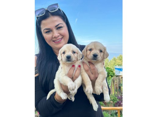 Safkan golden retriever yavrularım
