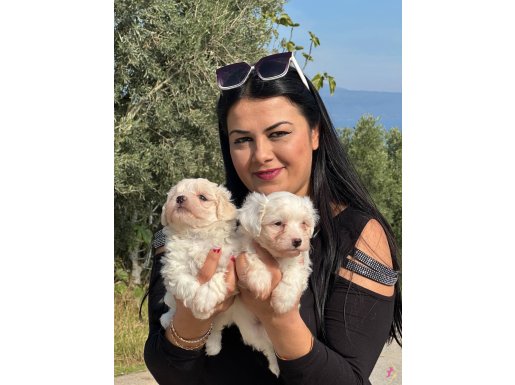 0numara maltese yavrularım