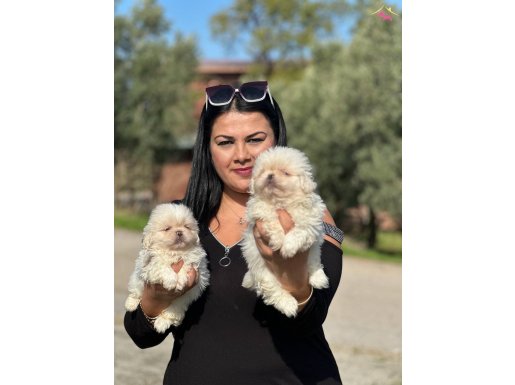 SAFKAN PEKİNEZ YAVRULARIM