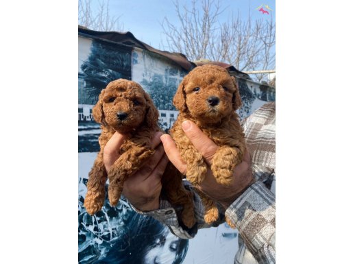 Ufacık toy-poodle yavrularım