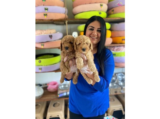 SAFKAN TOY POODLE YAVRULARIM