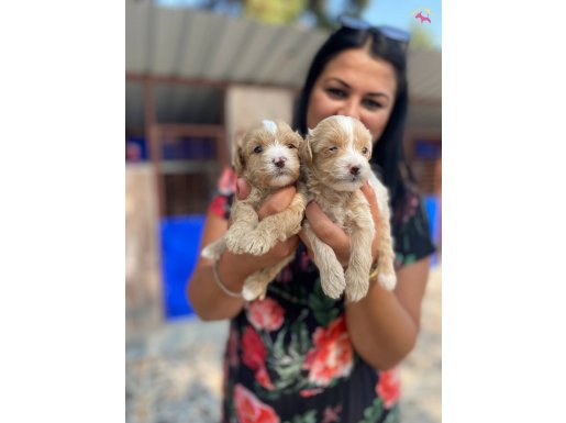 SAFKAN MALTİPO YAVRULARIM