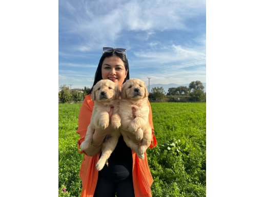 Baby face GOLDEN RETRİEVER YAVRULARIMIZ 