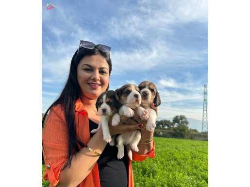 Elizabeth beagle yavrularım