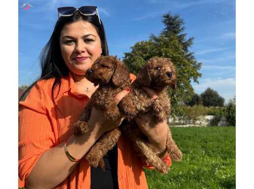 SAFKAN TOY POODLE YAVRULARIM 