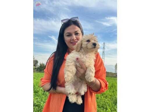 Safkan Maltipo yavrumuz