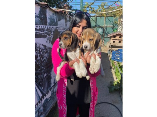 SAFKAN BEAGLE YAVRULARIM