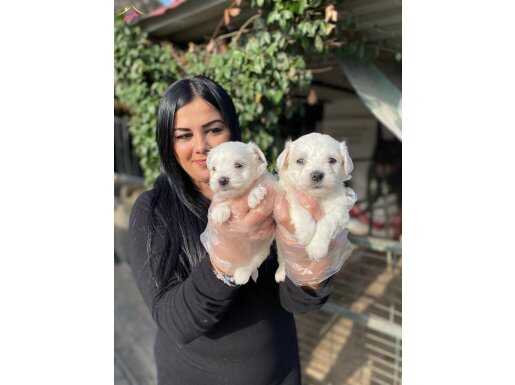 SAFKAN MALTESE TERRİER YAVRULARIMIZ