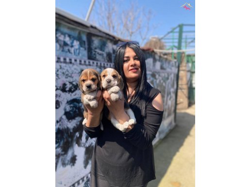 SAFKAN ELİZABET BEAGLE YAVRULARIM 