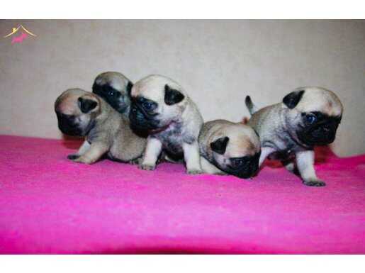 Mükemmel pug yavrularımız