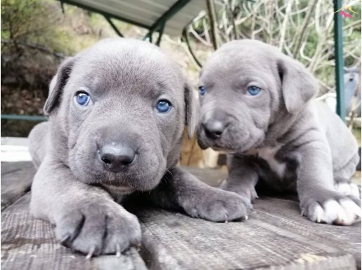 İtalyan mastiff canecorso yavrularımız