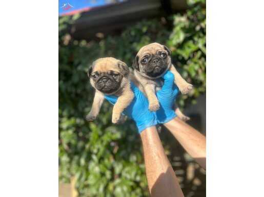 Safkan pug yavrularımız 