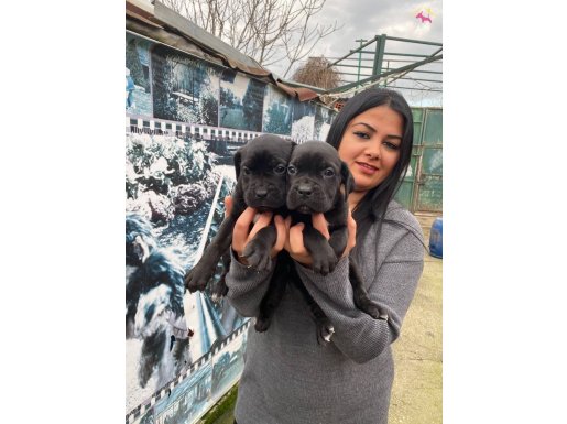 SAFKAN CANE CORSO YAVRULARIMIZ