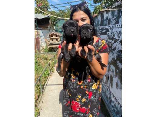 SAFKAN CANECORSO YAVRULARIMIZ 