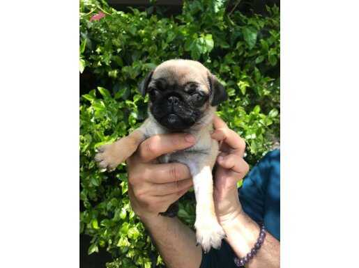 Safkan pug yavrularımız