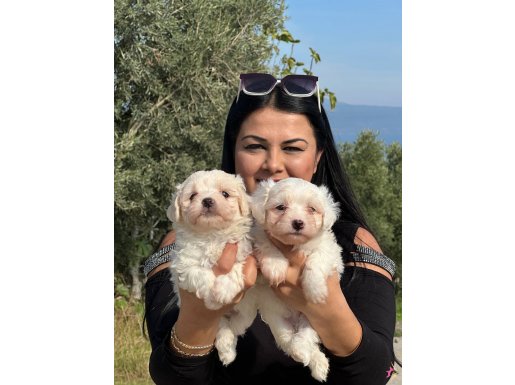 0 NUMARA MALTESE TERRİER YAVRULARIMIZ