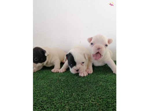 SAFKAN FRENCH BULLDOG YAVRULARIMIZ