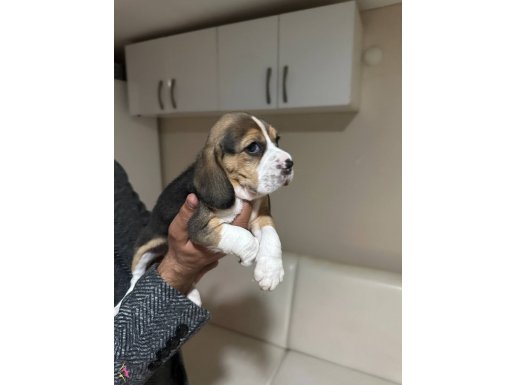 MÜKEMMEL BEAGLE YAVRULARIMIZ