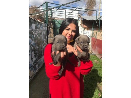 CANE CORSO YAVRULARIMIZ