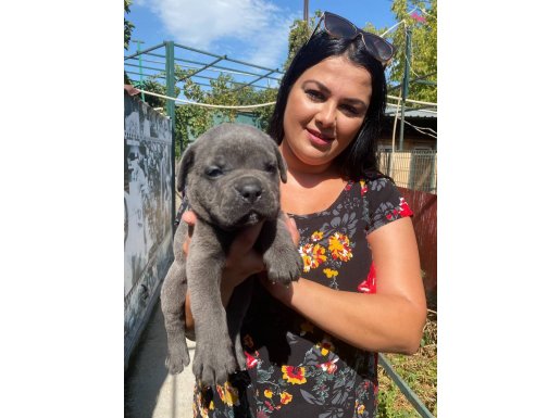 MÜKEMMEL CANECORSO YAVRULARIMIZ 