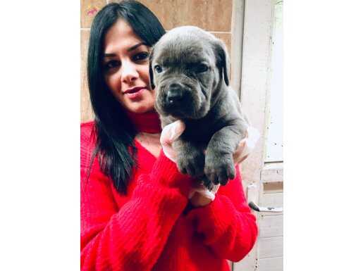 İTALYAN MASTİF CORSO YAVRULARIMIZ 