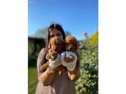 TOY-POODLE YAVRULARIMIZ